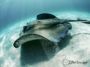 Stingray in flight by Patricia Sinclair 